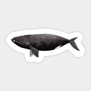 Northern right whale Sticker